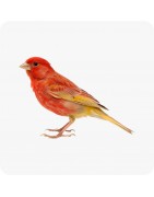 Oiseaux de compagnie